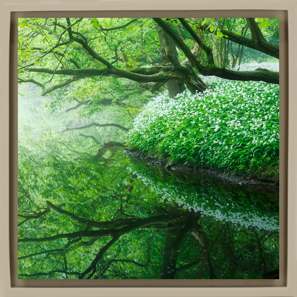 Reflections of the Amsterdamse Bos - Sand Wrapp
