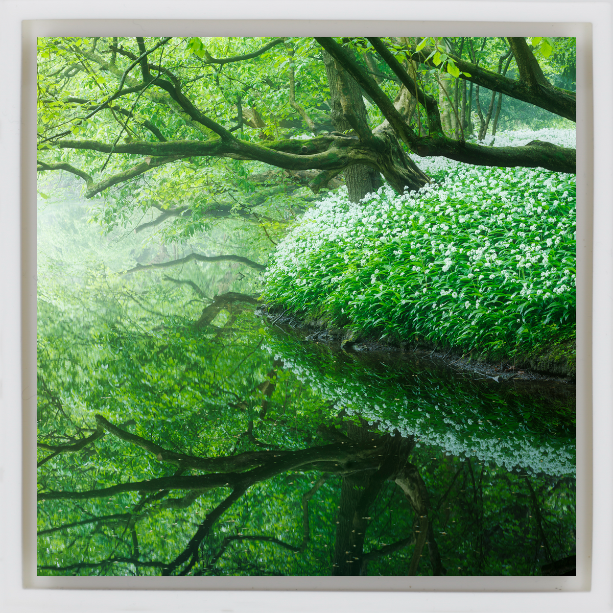 Reflections of the Amsterdamse Bos