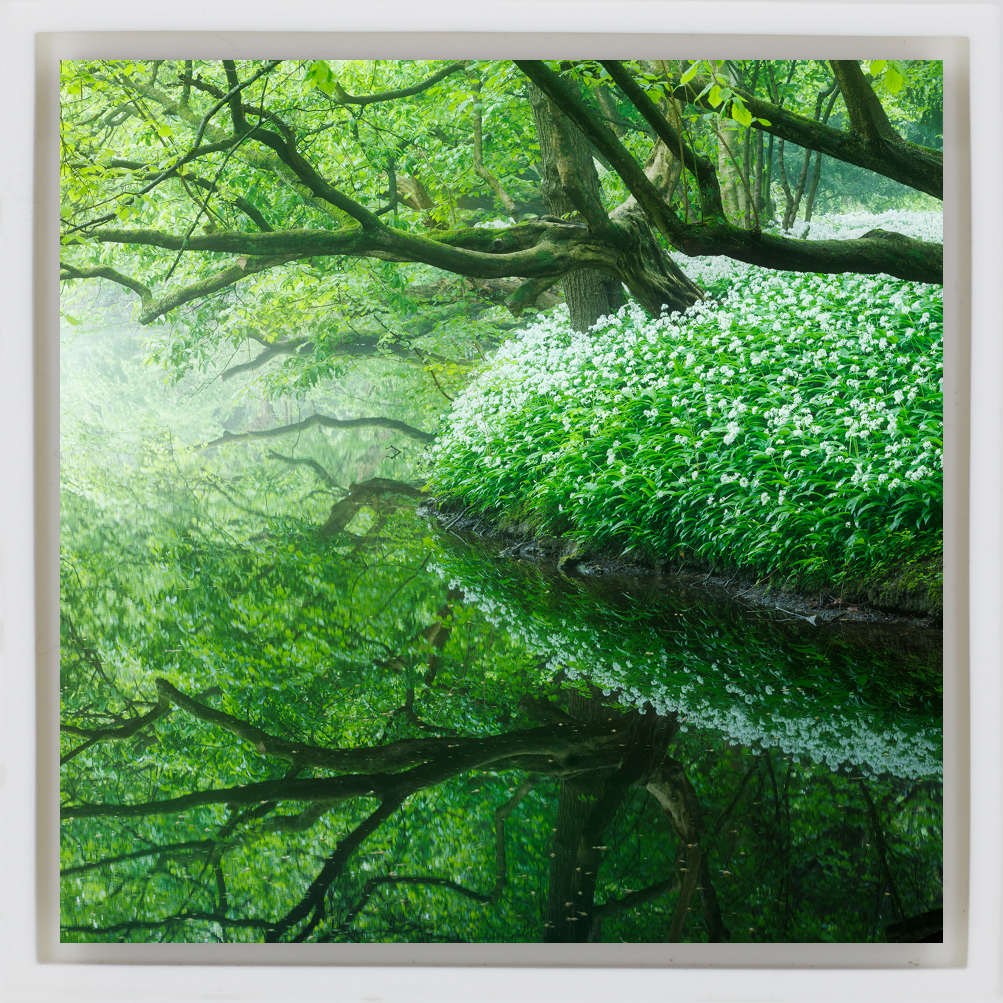 Reflections of the Amsterdamse Bos - Witte Wrapp