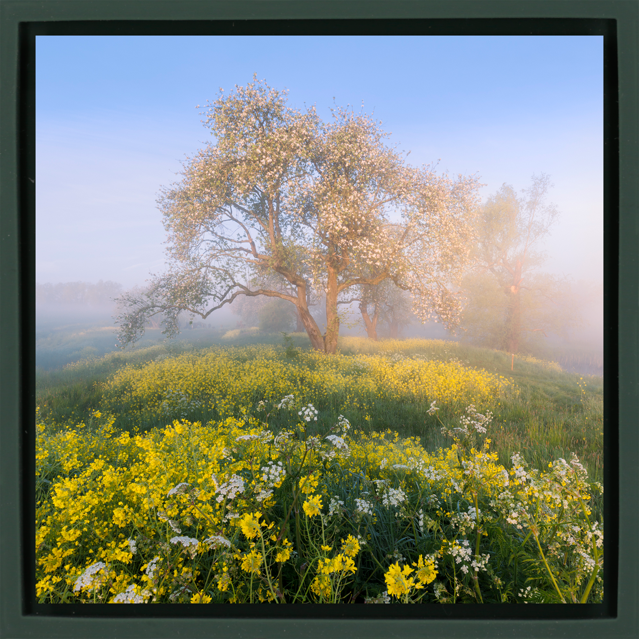 Blossom in De Betuwe - Donkergroene Wrapp