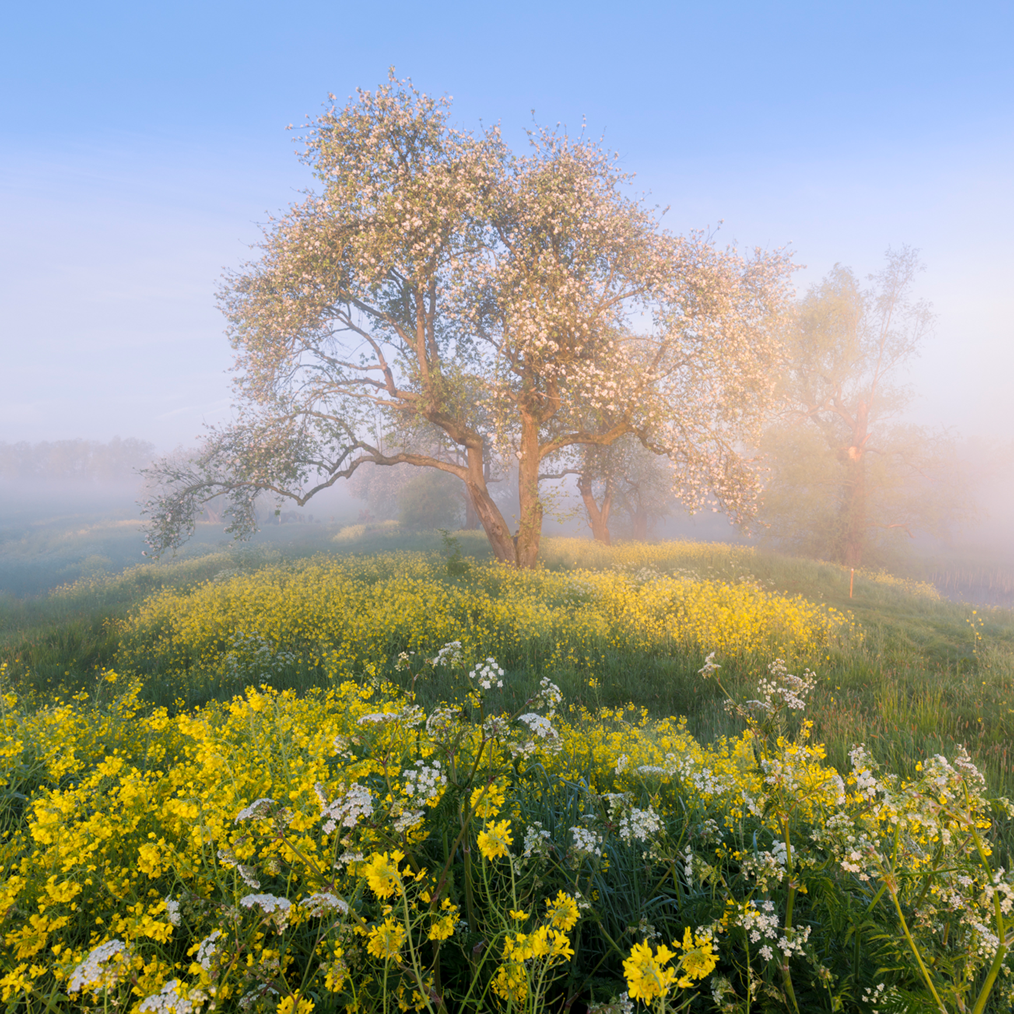 Blossom in De Betuwe- Collection: The Netherlands