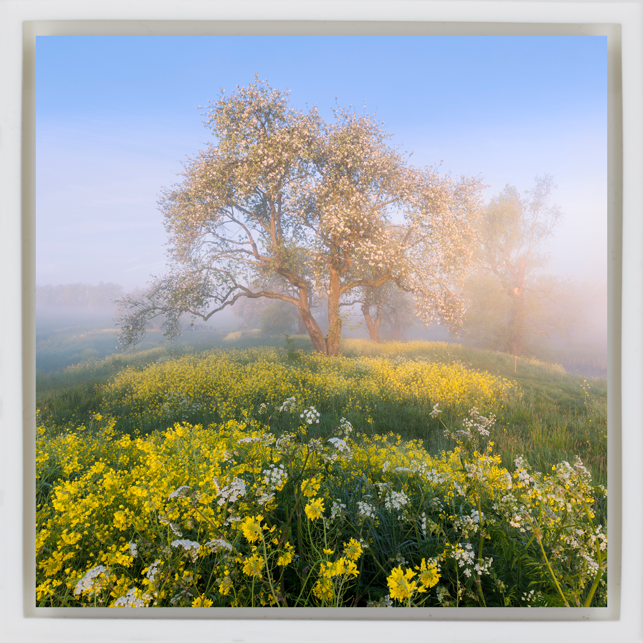Blossom in De Betuwe - Witte Wrapp