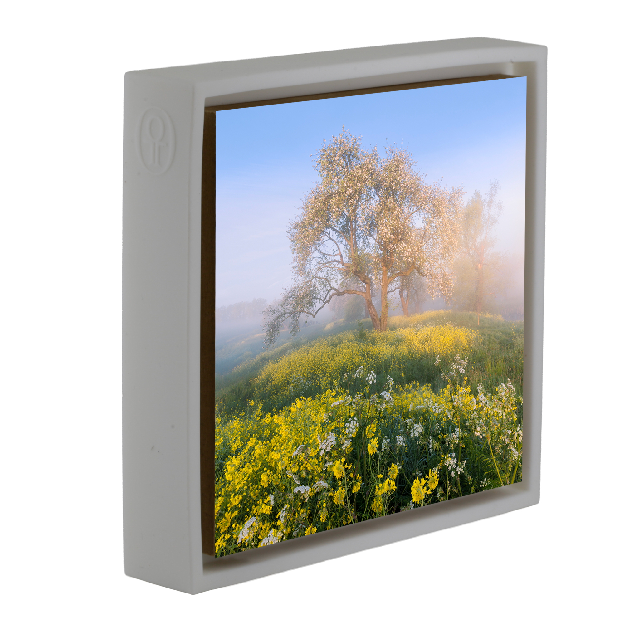 Blossom in De Betuwe- White Wrapp