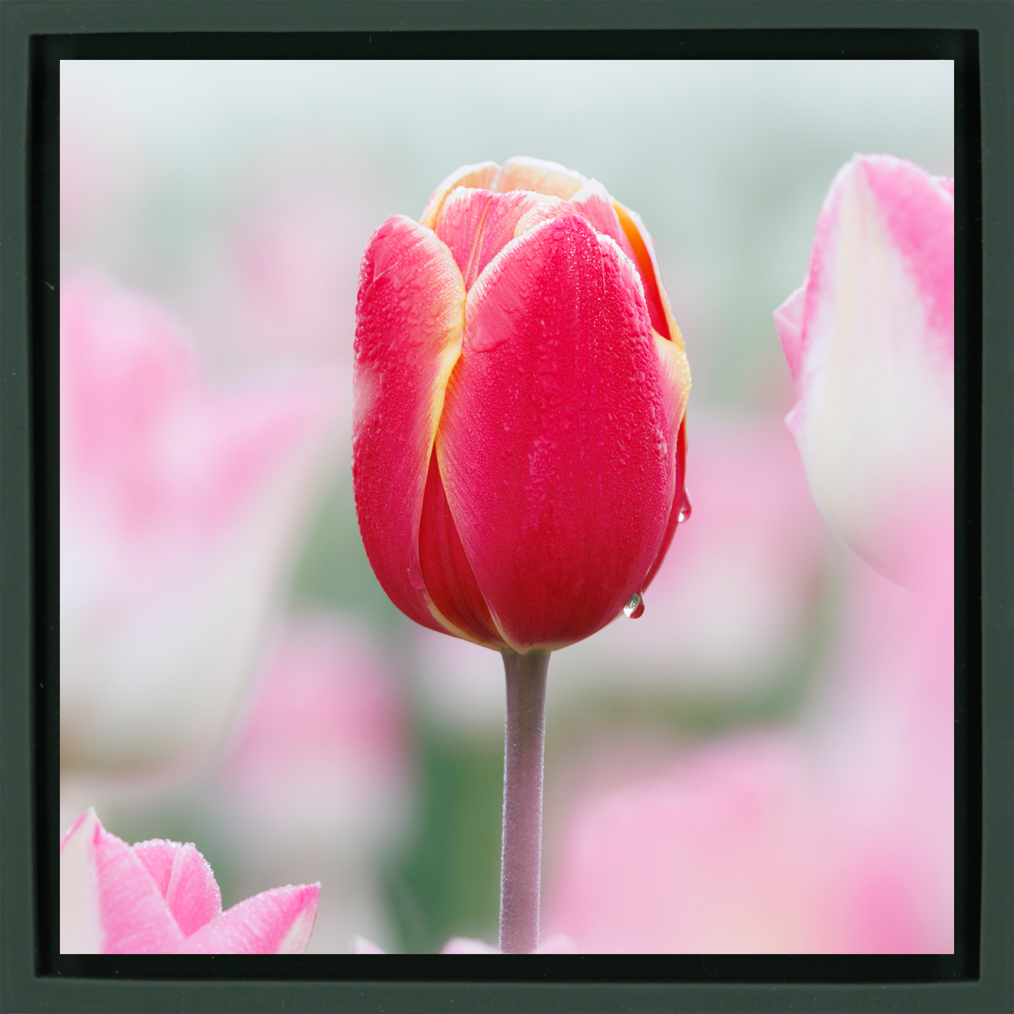 Morning Dew Drop - Donkergroene Wrapp