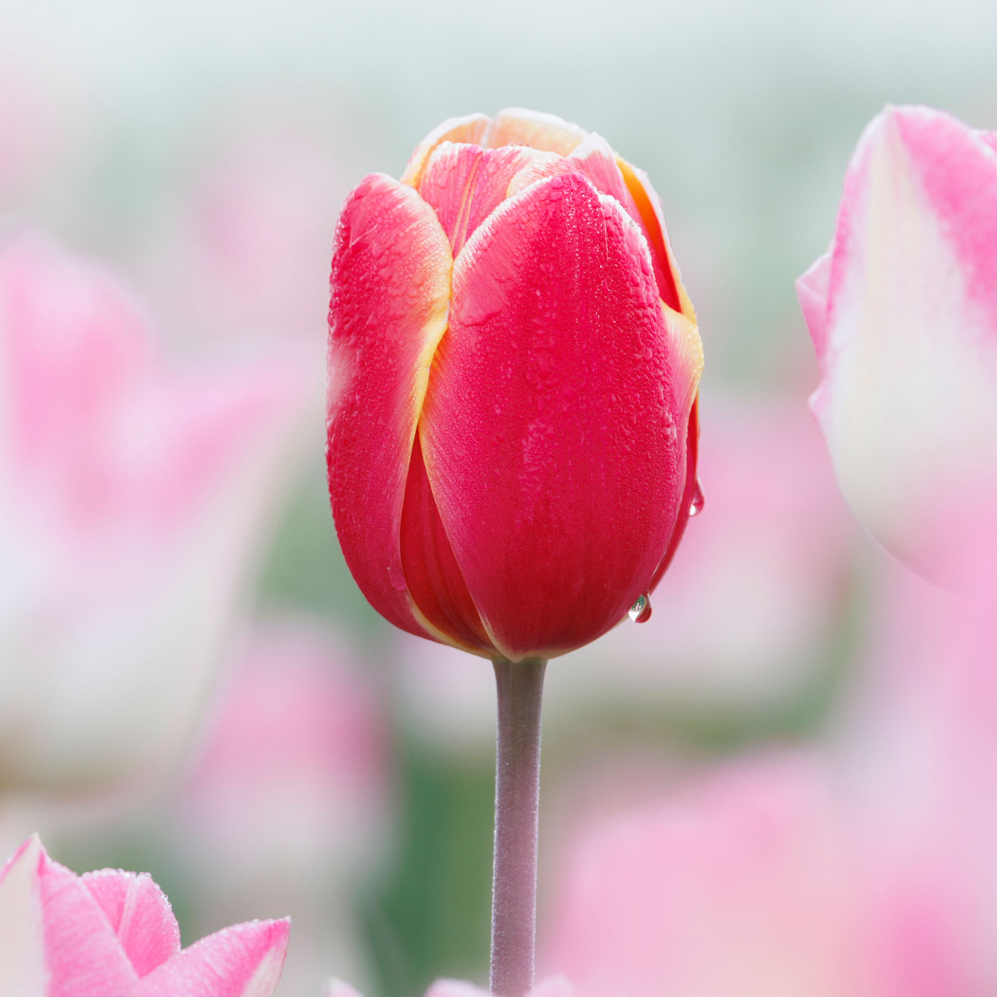 Morning Dew Drop- Collection: The Netherlands