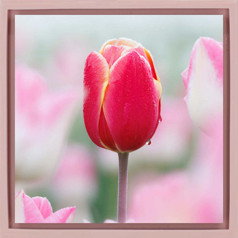 Morning Dew Drop - Pink Wrapp