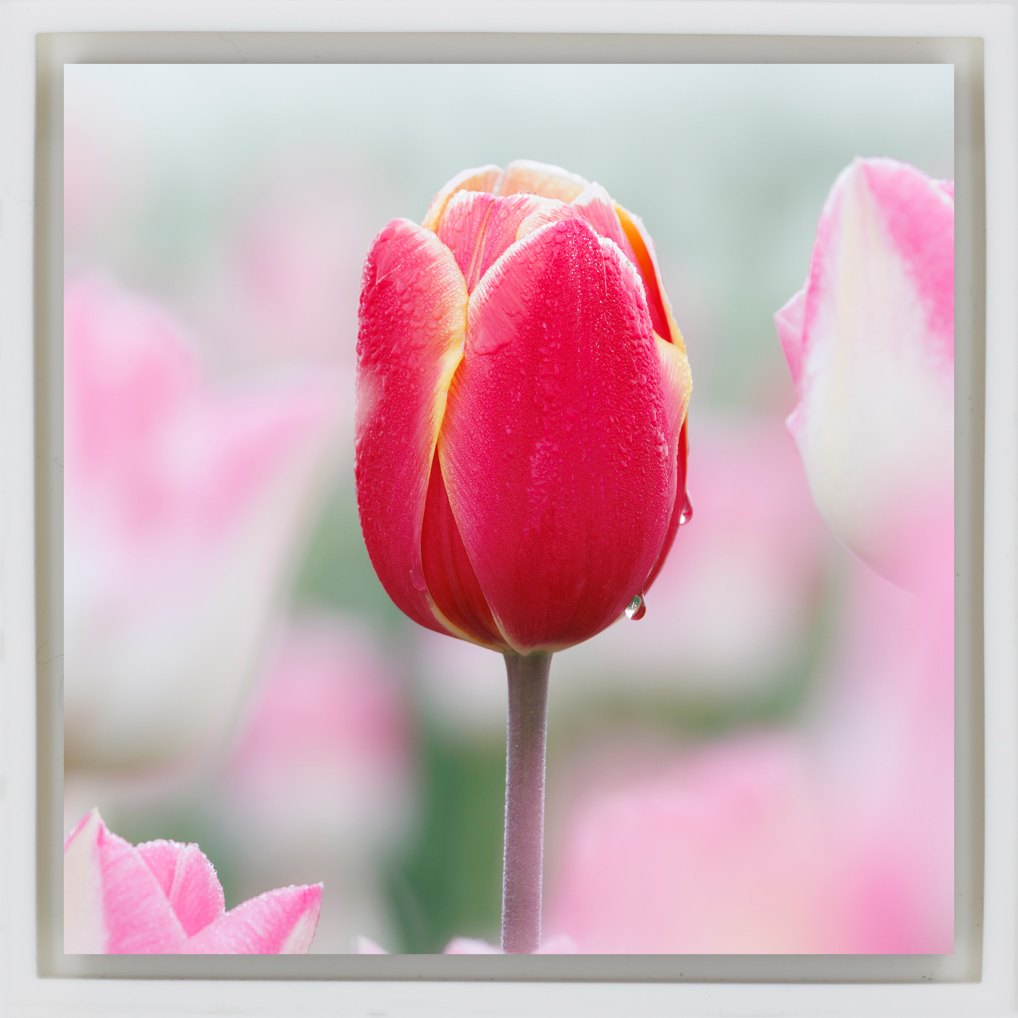 Morning Dew Drop - Witte Wrapp