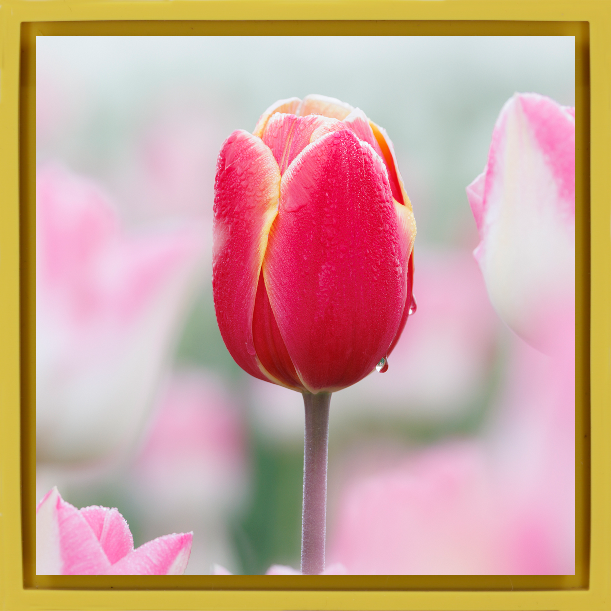 Morning Dew Drop - Gele Wrapp