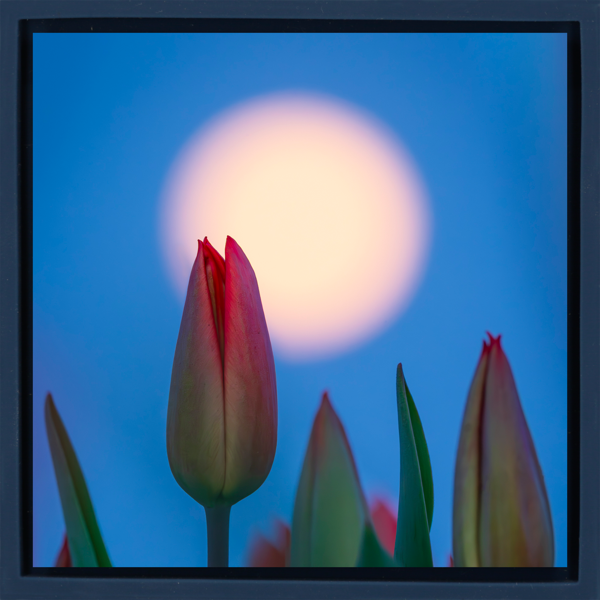 Lunar Tulip - Donkerblauwe Wrapp