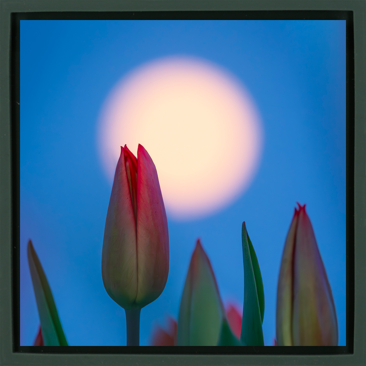 Lunar Tulip