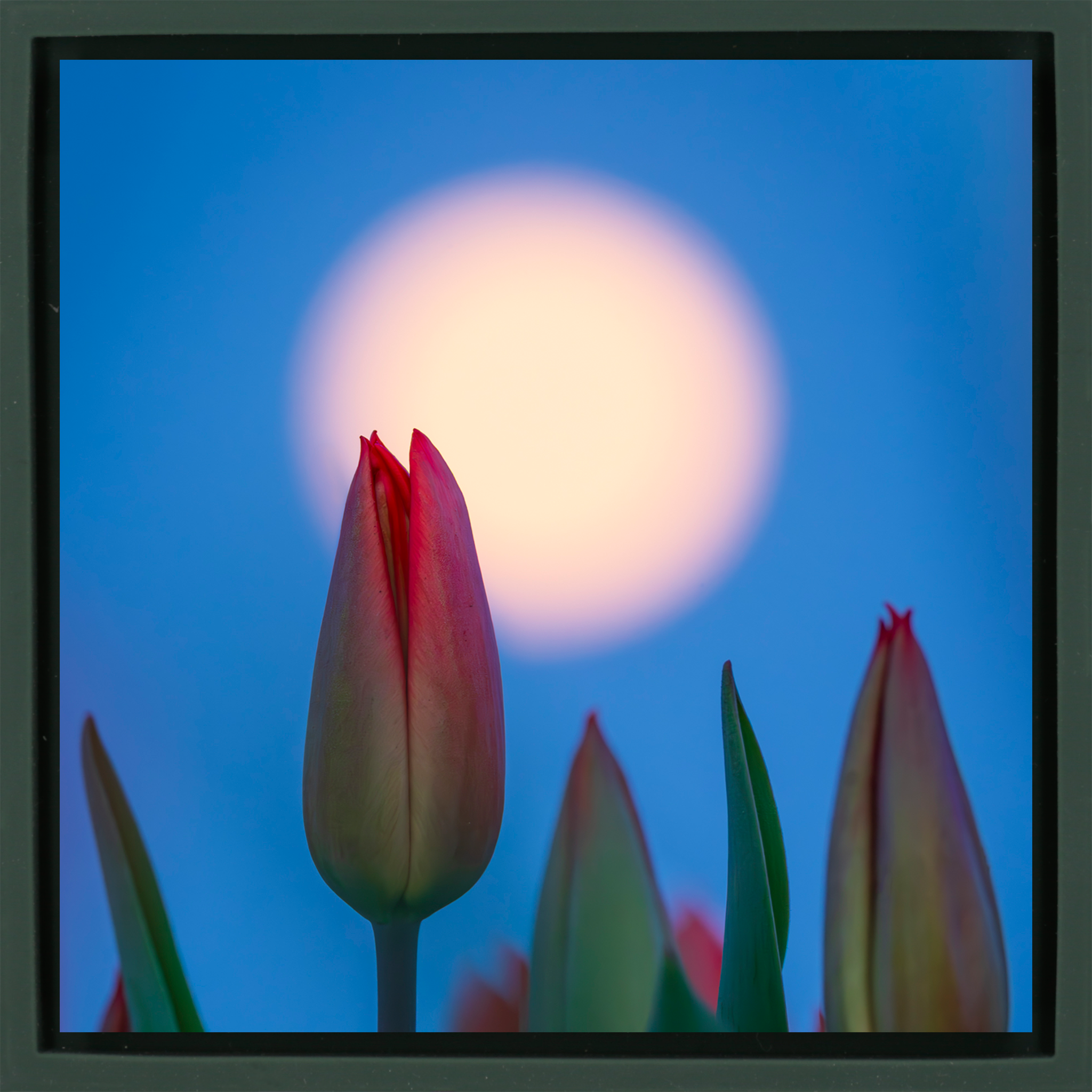 Lunar Tulip - Donkergroene Wrapp