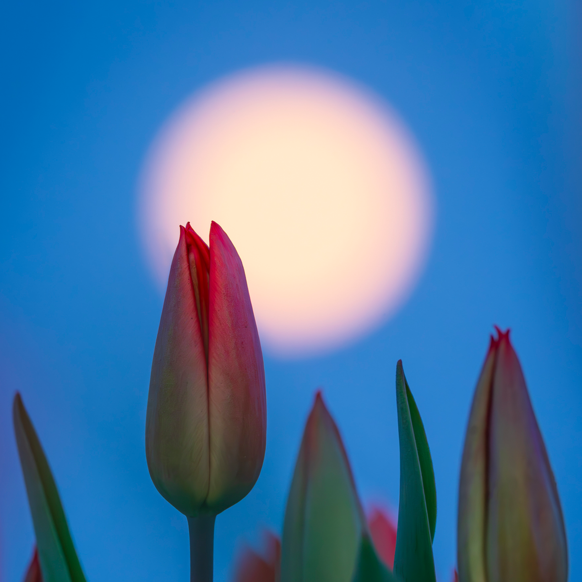 Lunar Tulip - Kollektion: Niederlande