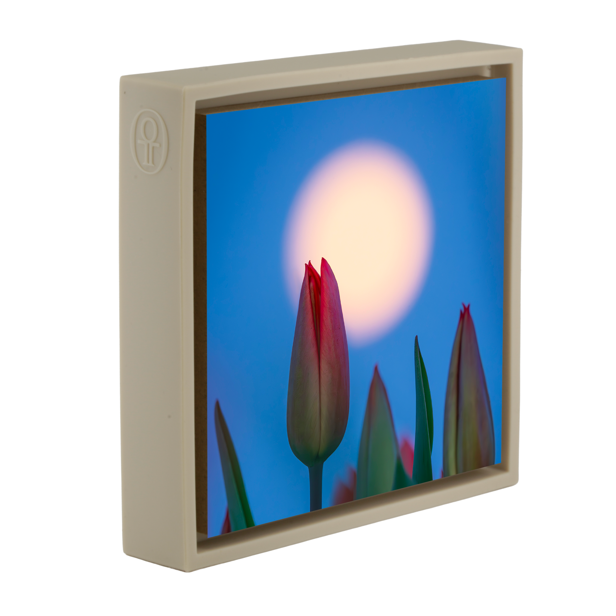 Lunar Tulip- Sand Wrapp