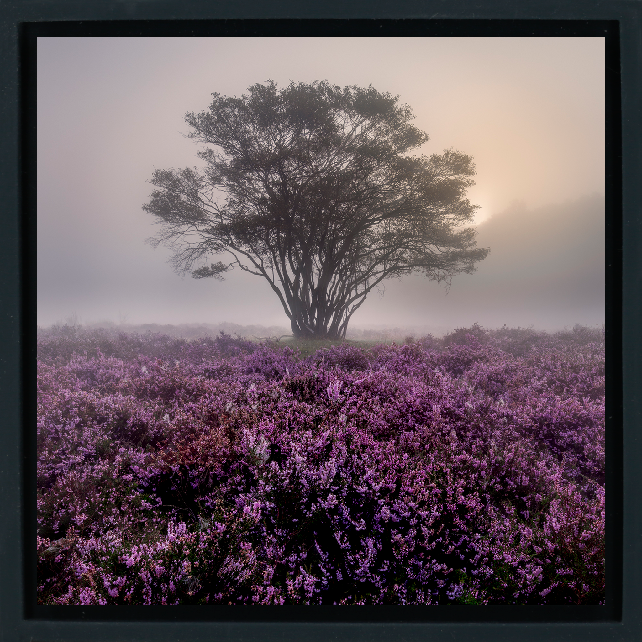 Purple Heather- Black Wrapp