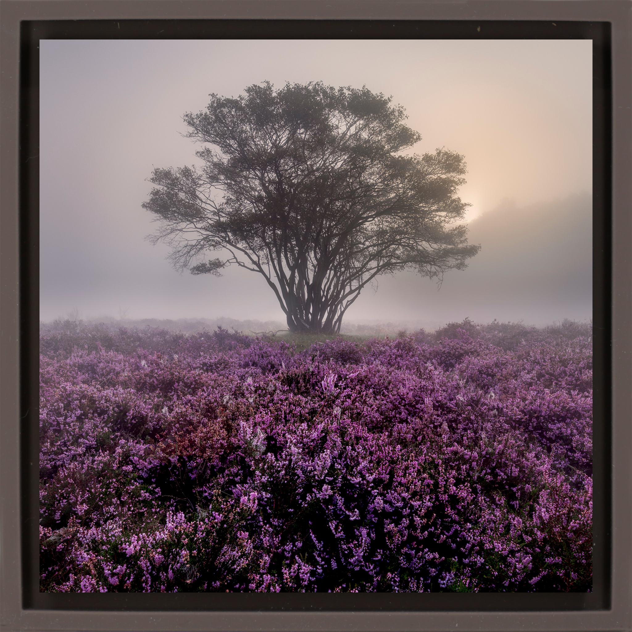 Purple Heather- Brown Wrapp