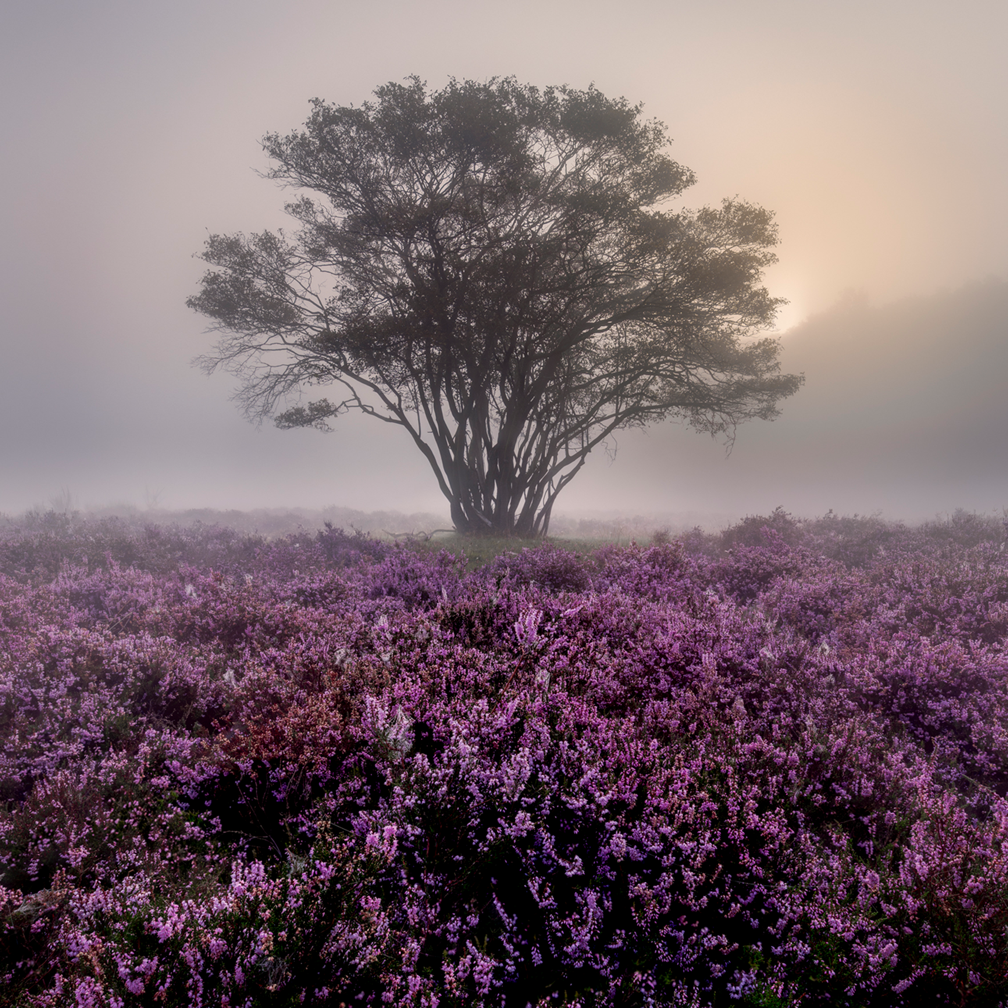 Purple Heather- Collection: The Netherlands