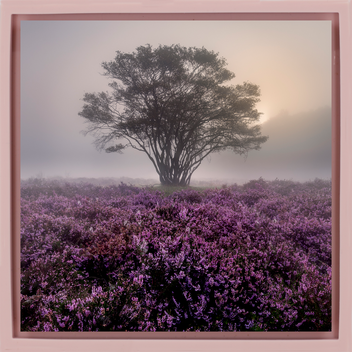 Purple Heather