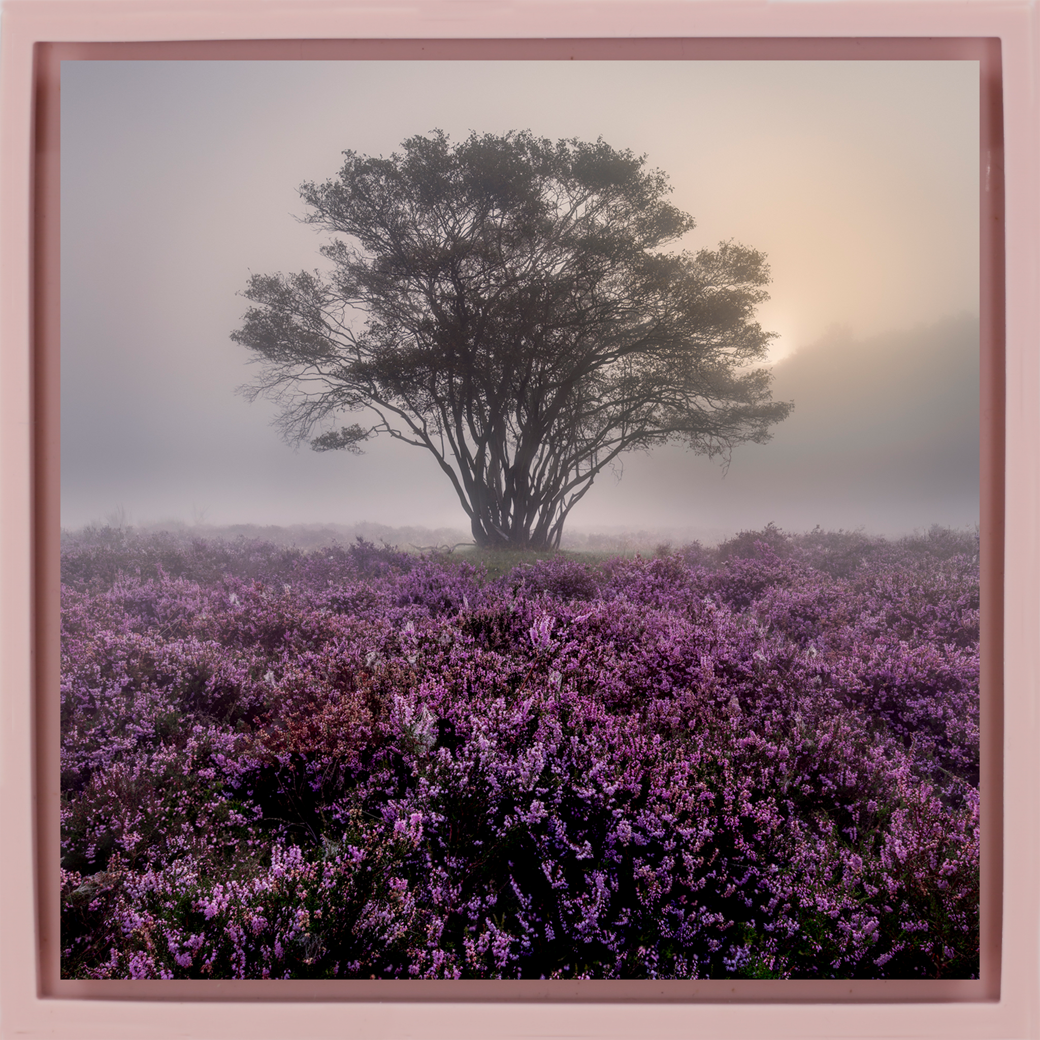 Purple Heather- Pink Wrapp
