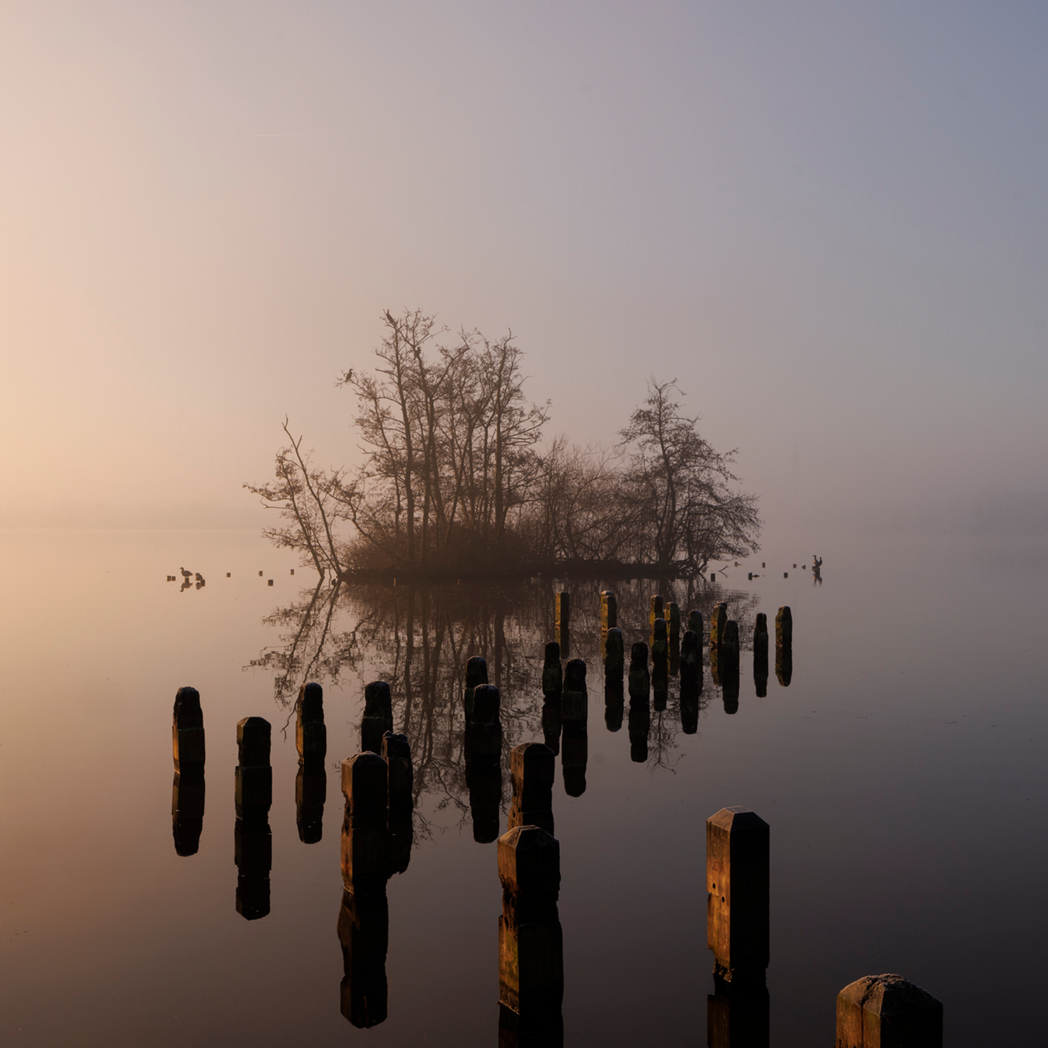 Island in De Poel- Collection: The Netherlands