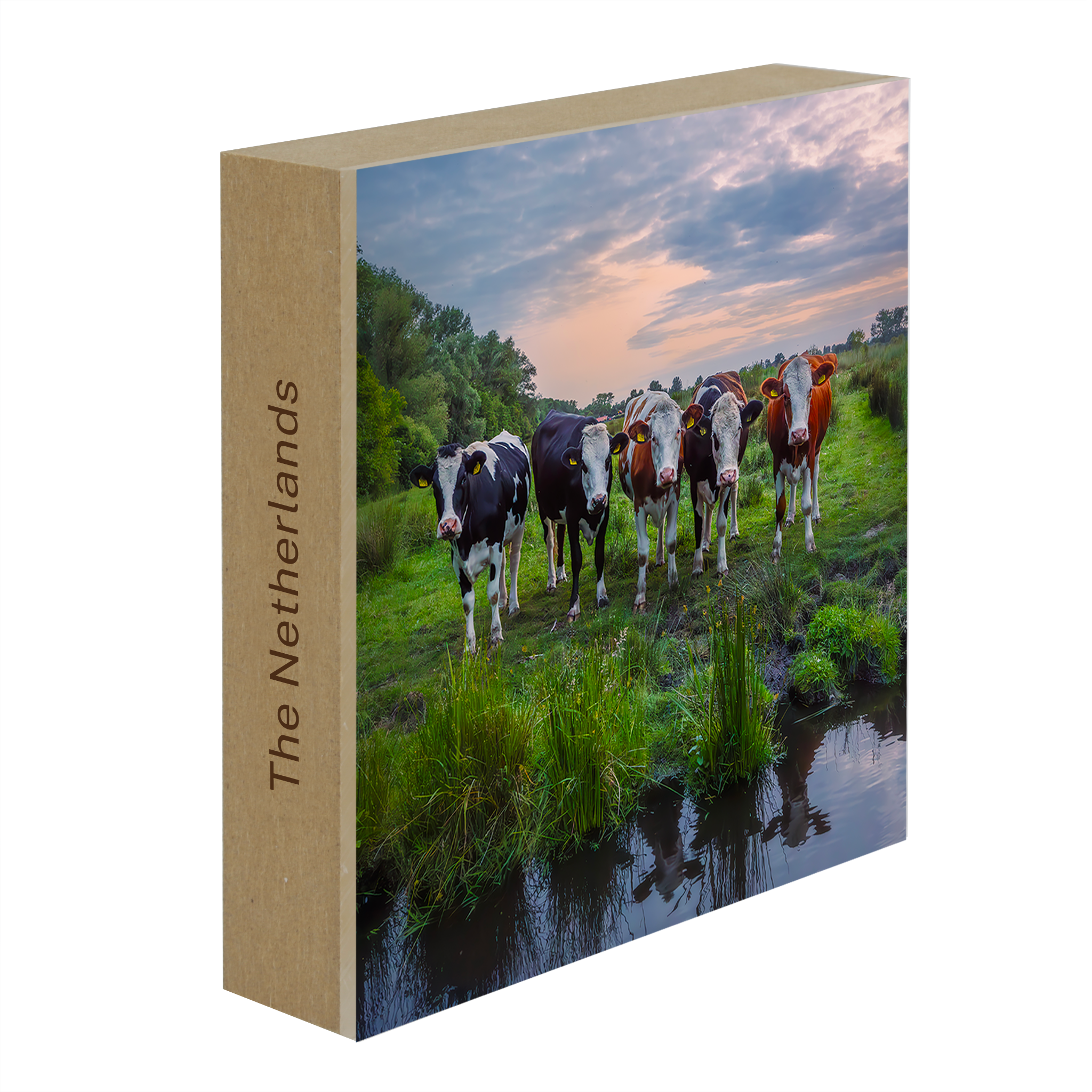 Curious Observers- Collection: The Netherlands