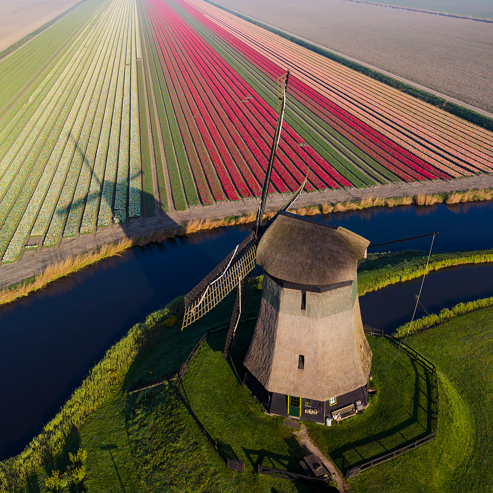 Lines of Spring- Collection: The Netherlands