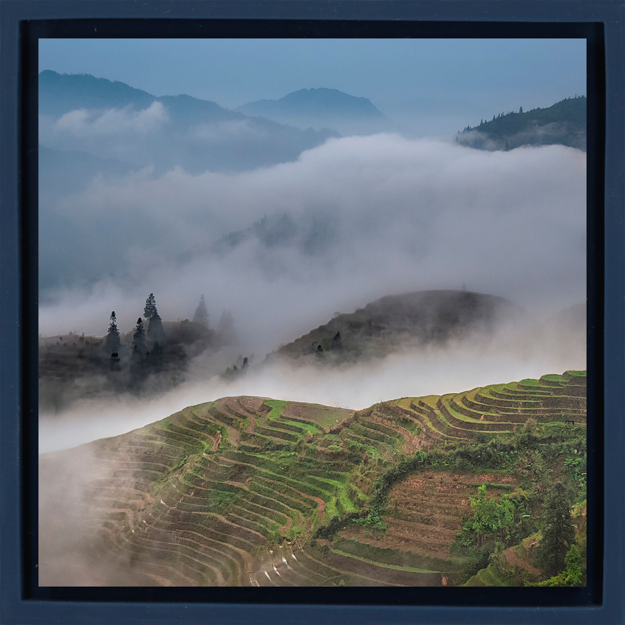 Rice Terraces- Dark Blue Wrapp