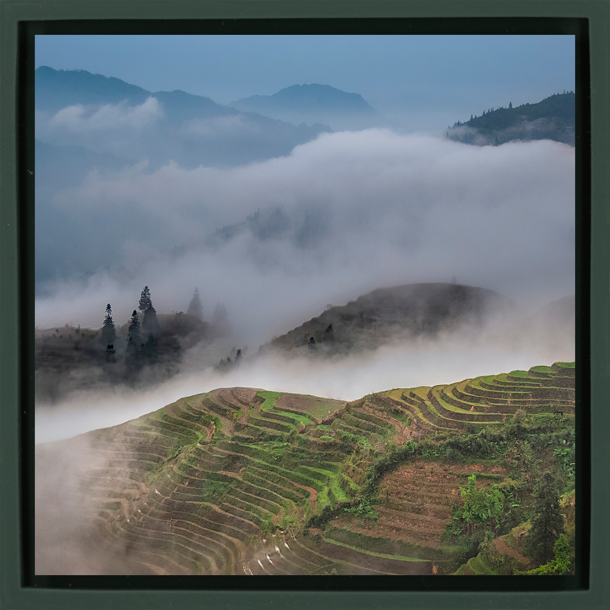 Rice Terraces