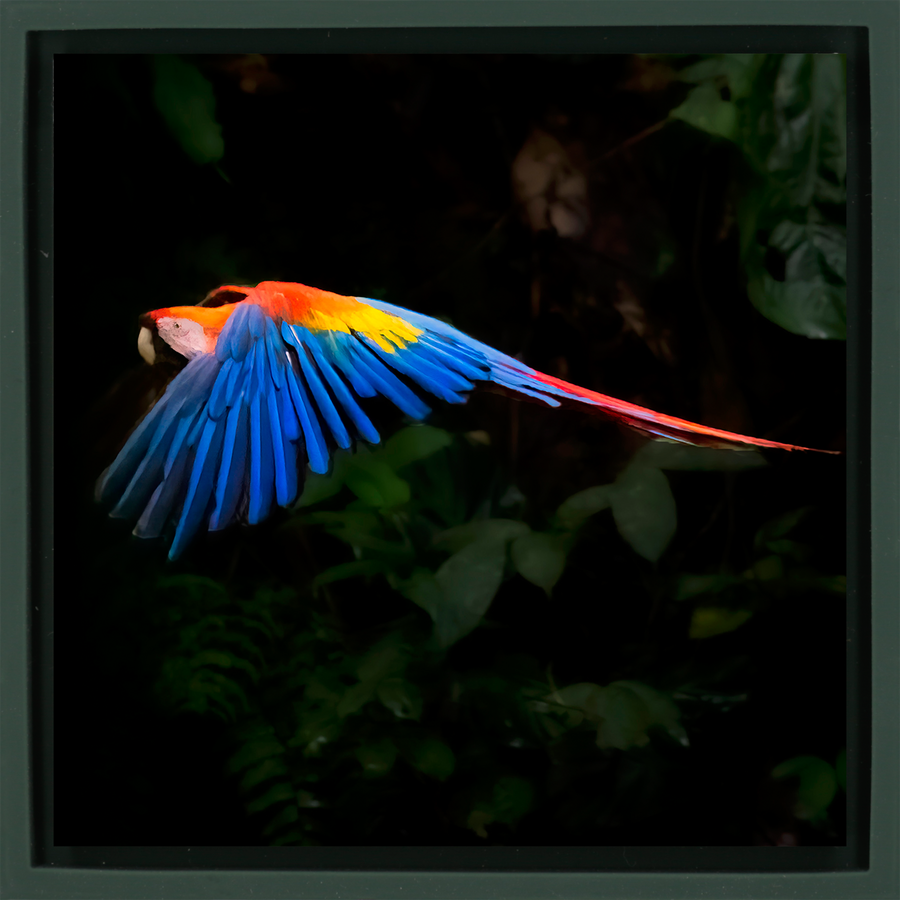 Scarlet Macaw - Dark Green Wrapp