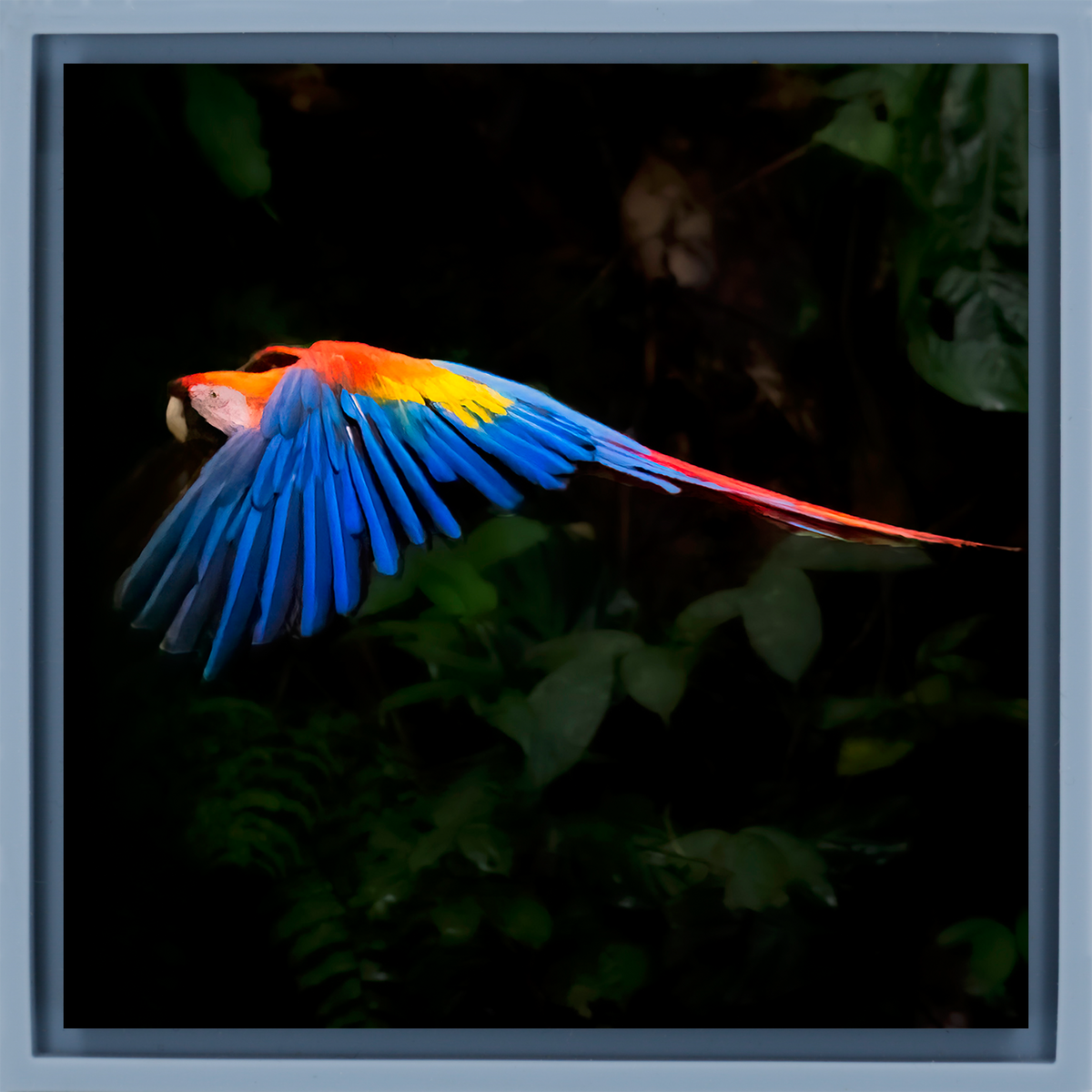 Scarlet Macaw