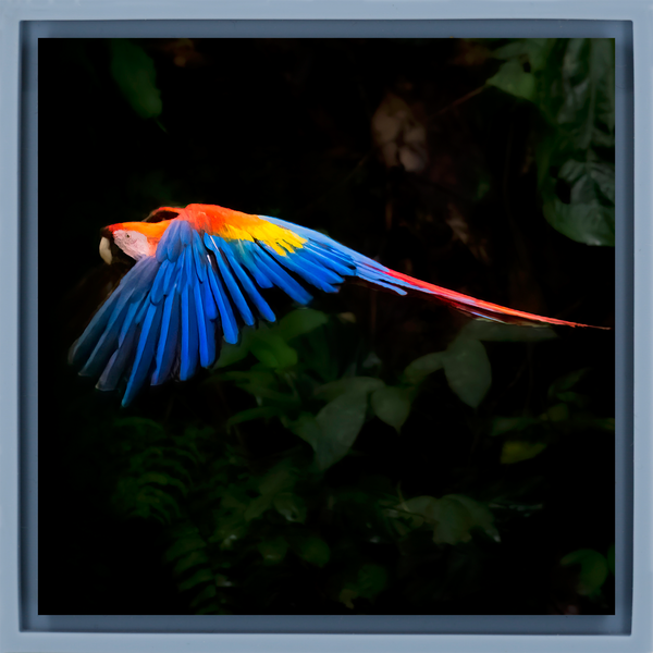 Scarlet Macaw - Light Blue Wrapp
