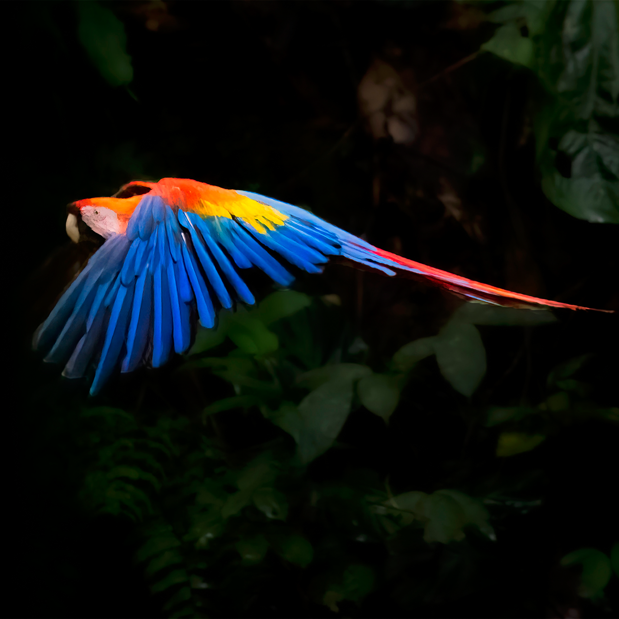 Scarlet Macaw- Collection: Ecuador