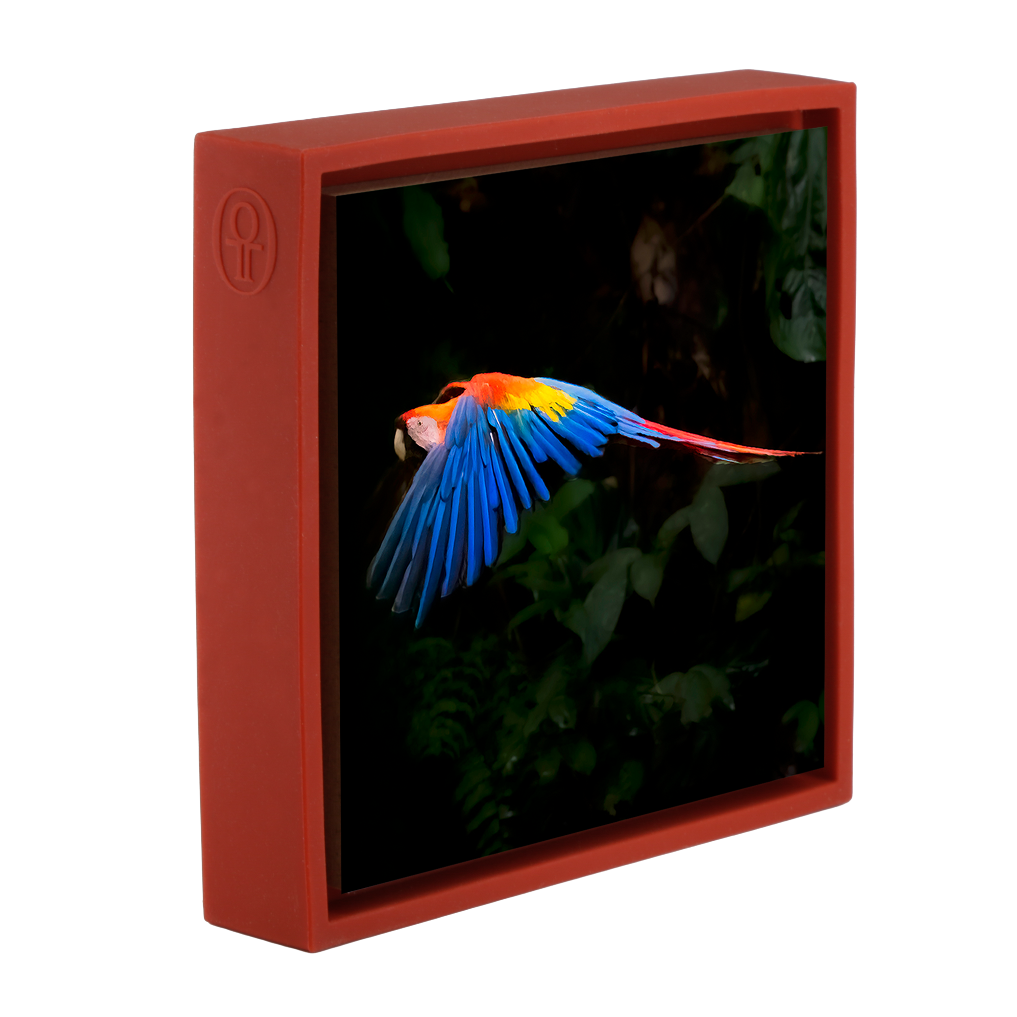 Scarlet Macaw- Red Wrapp