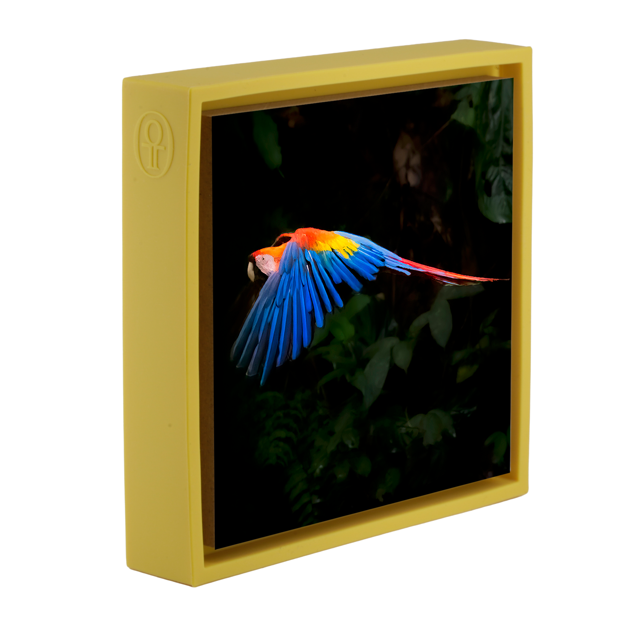 Scarlet Macaw- Yellow Wrapp