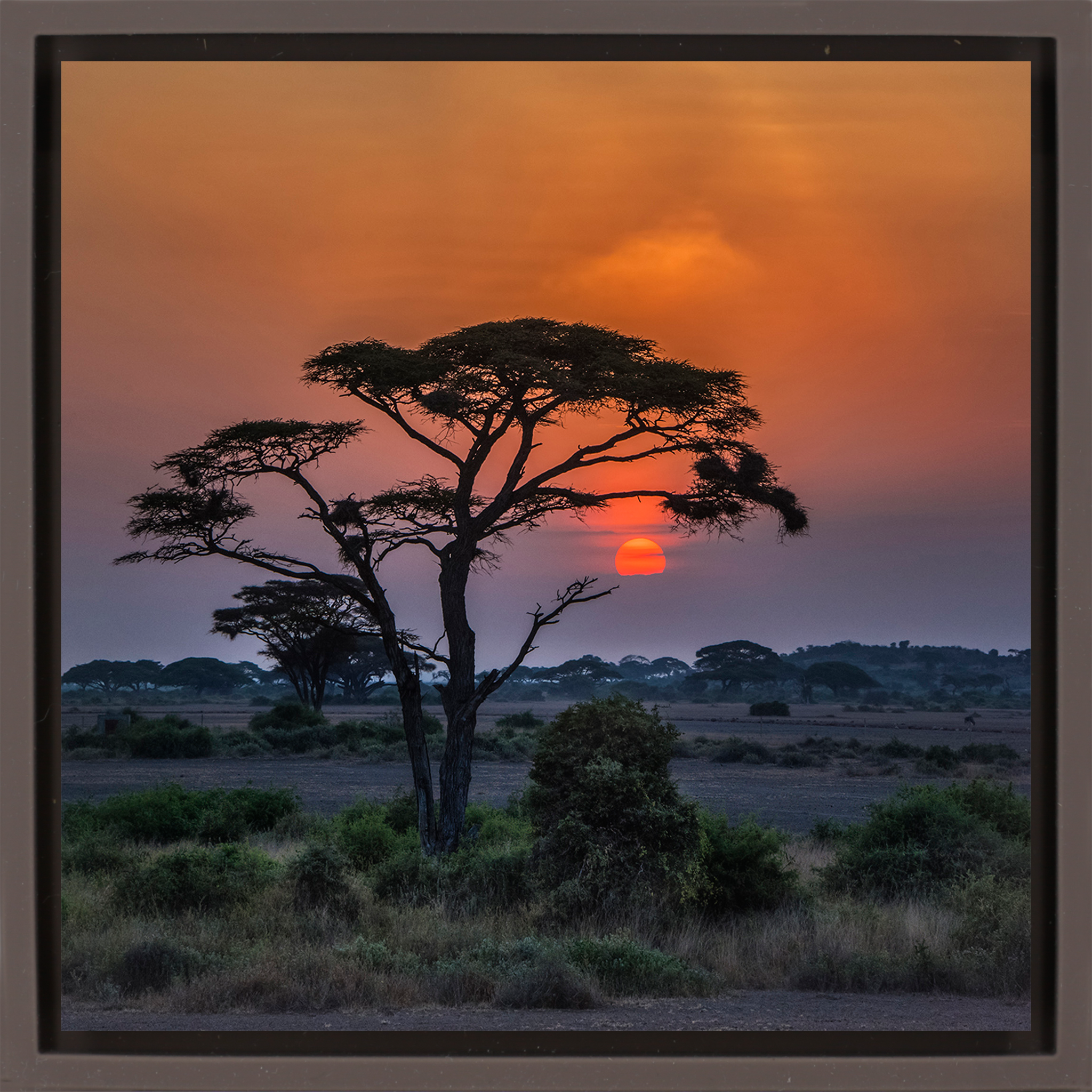 Sunset Tree - Bruine Wrapp
