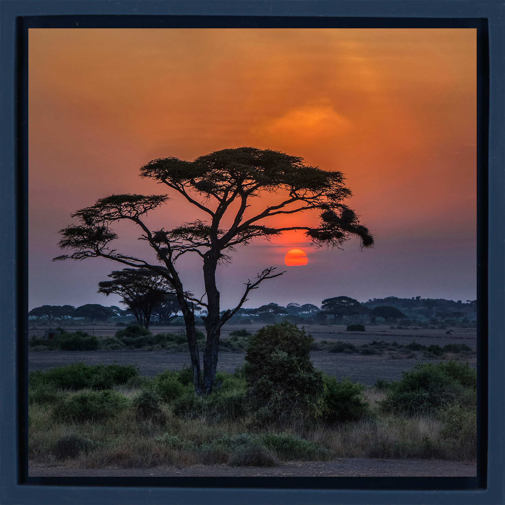 Sunset Tree - Dark Blue Wrapp
