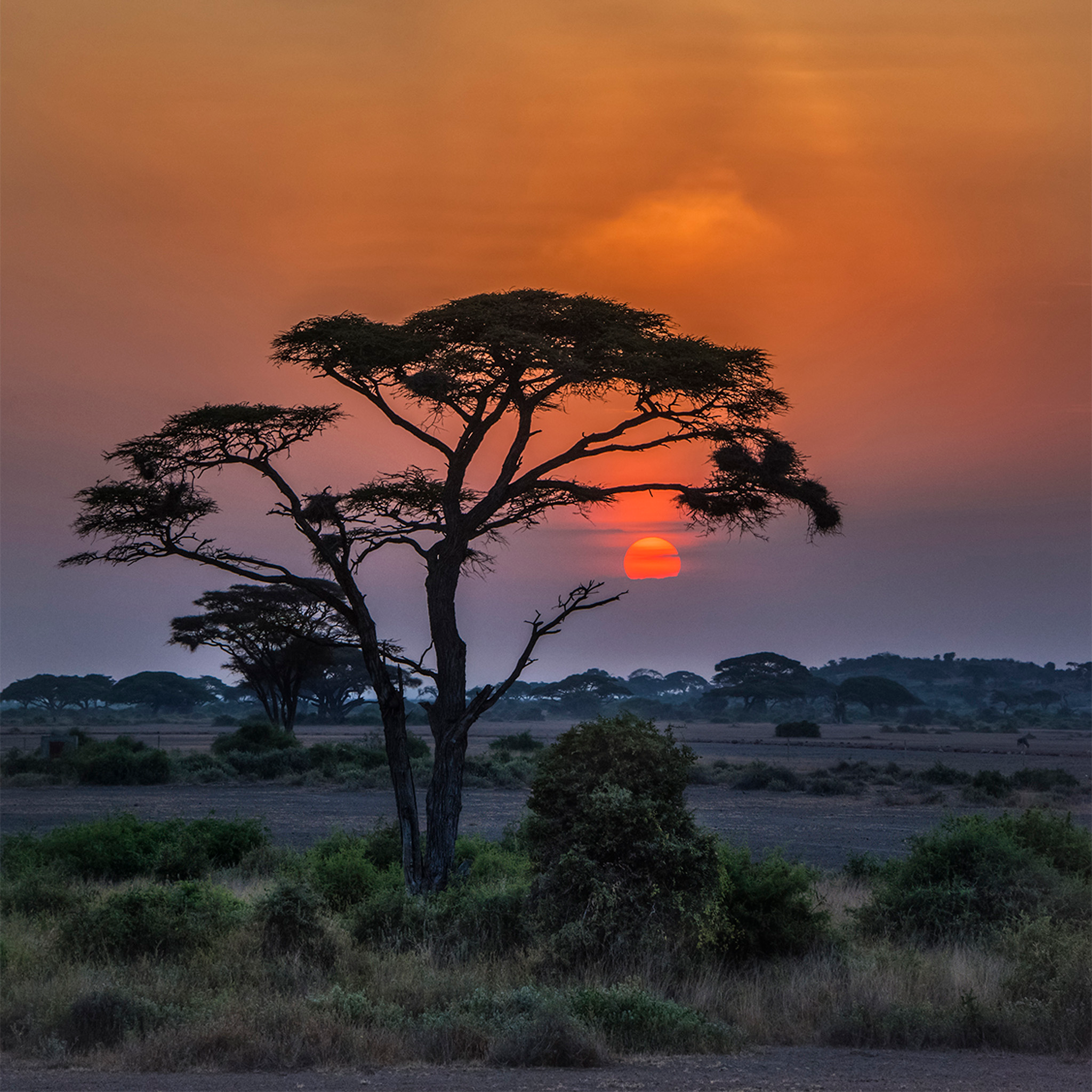 Sunset Tree - Collection: Kenya