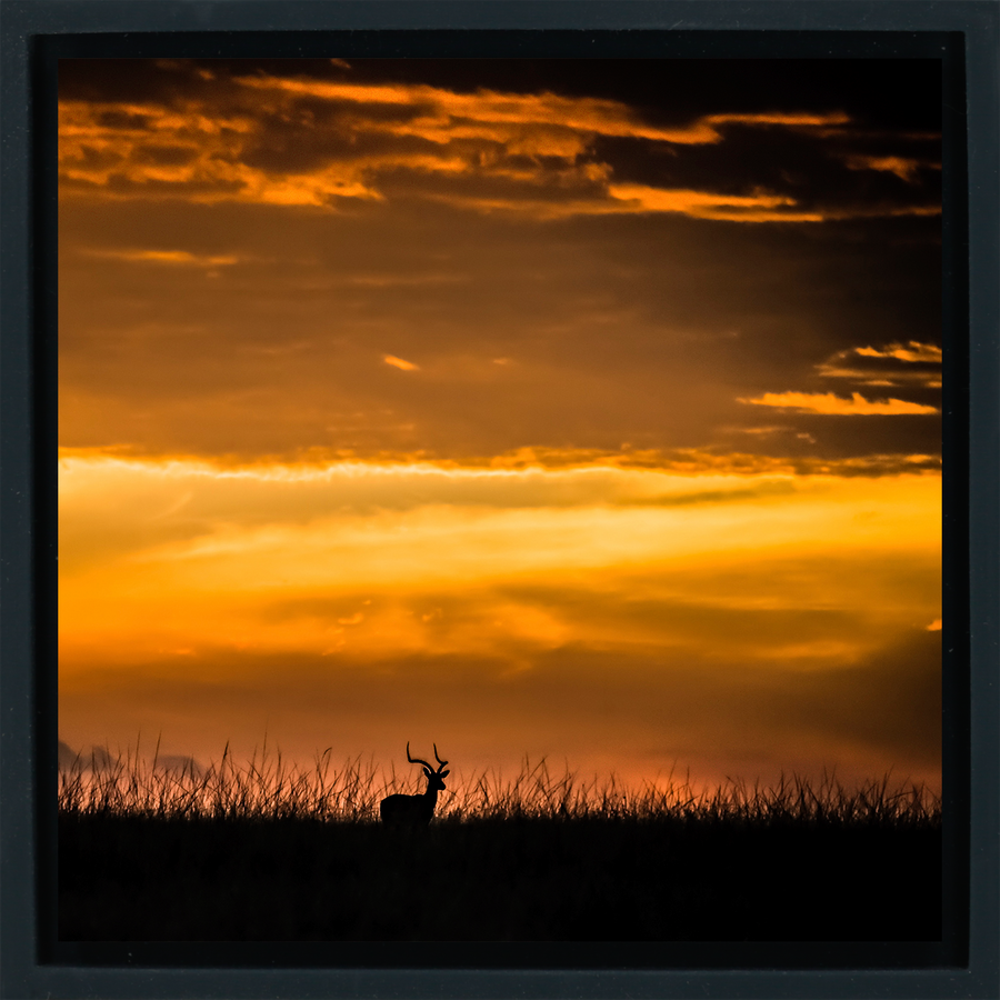 Kenya Impala - Black Wrapp