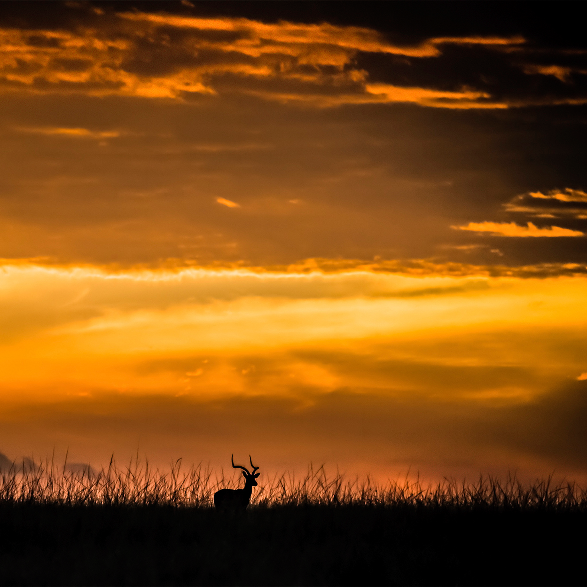 Kenya Impala- Collection: Kenya