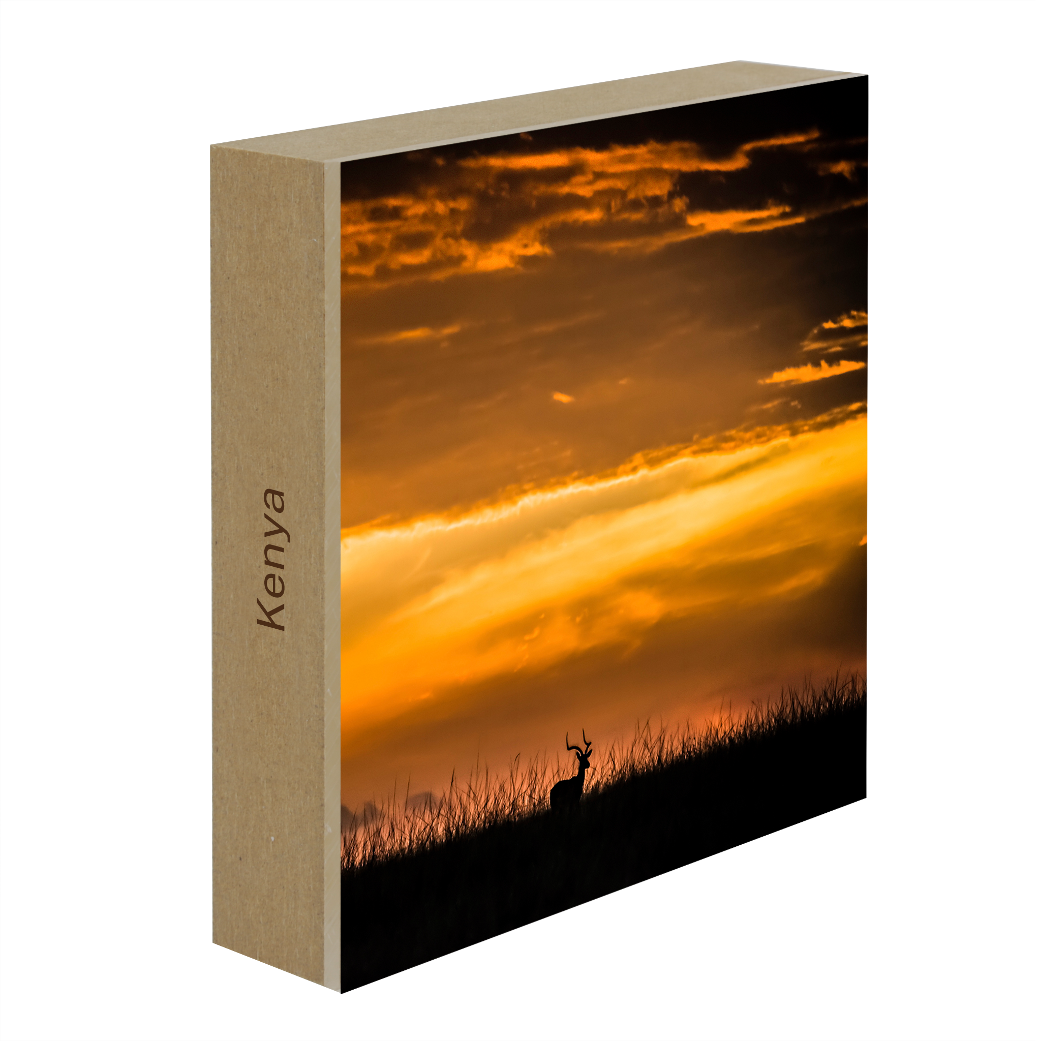 Kenya Impala- Collection: Kenya