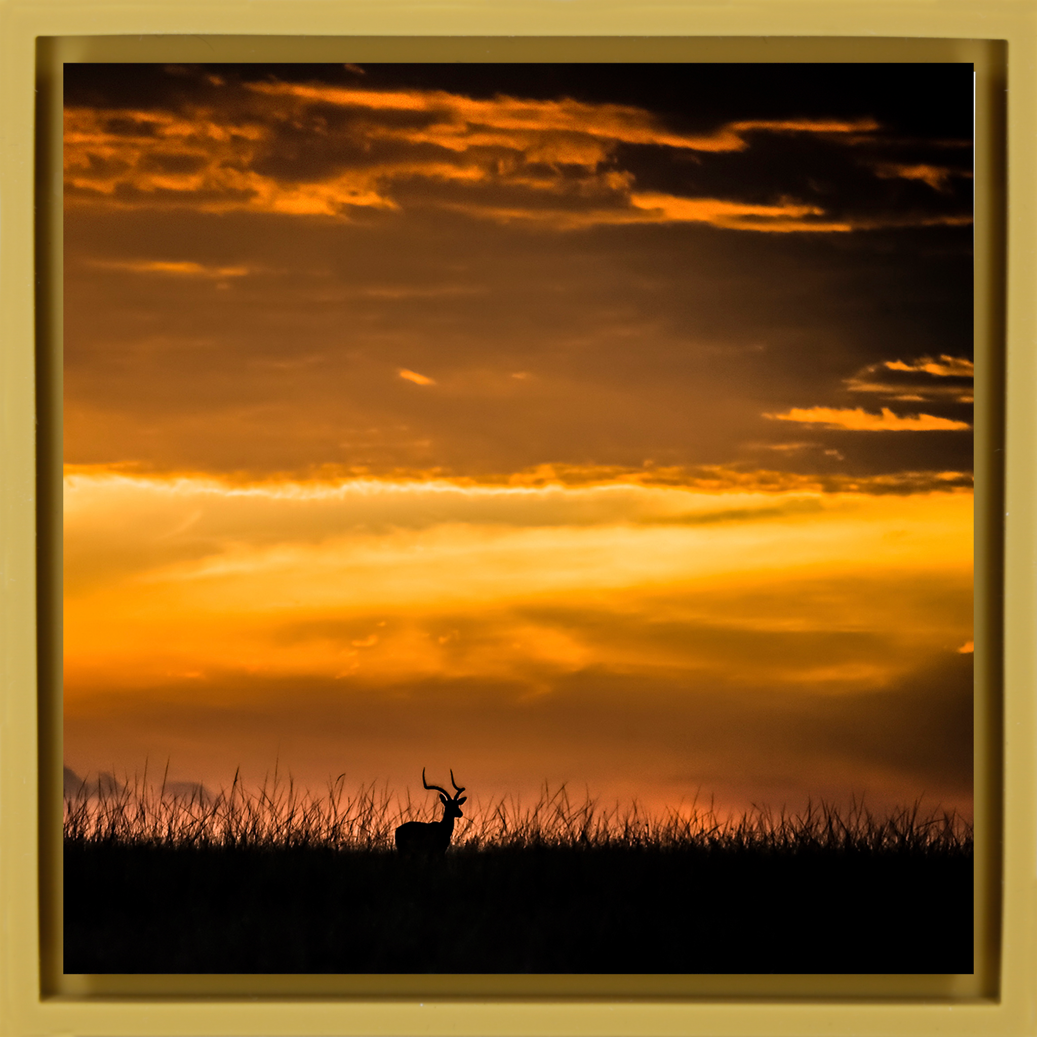 Kenya Impala- Ochre Wrapp