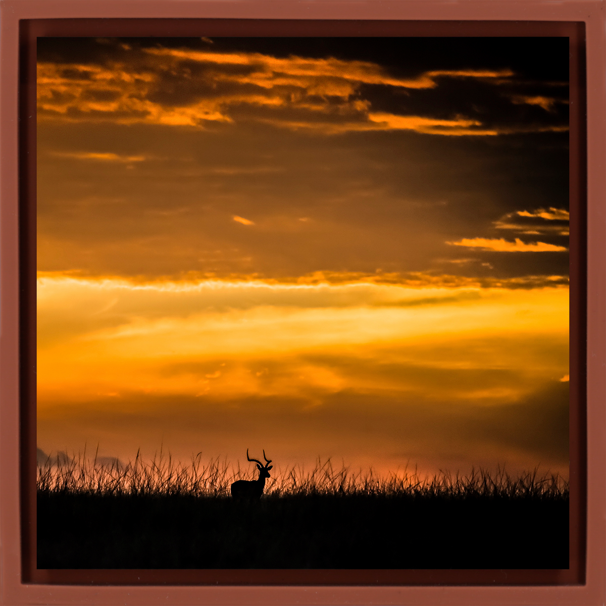 Kenya Impala - Terra Wrapp