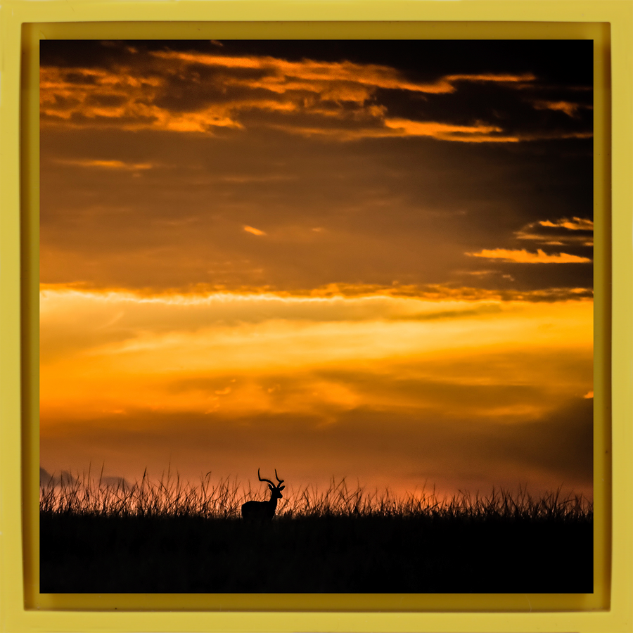 Kenya Impala - Gele Wrapp