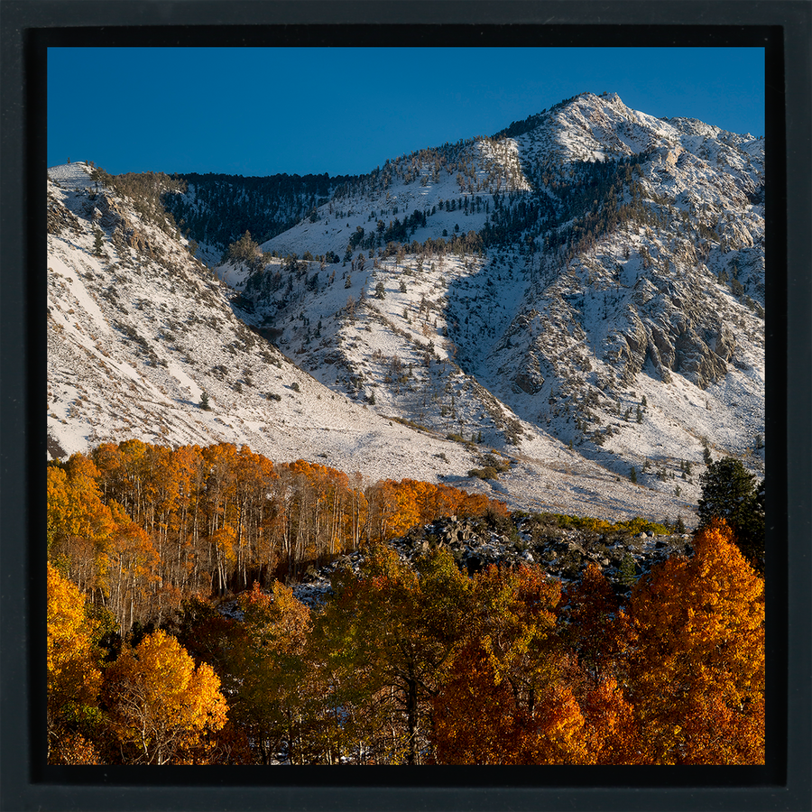 Early Fall Snow - Black Wrapp