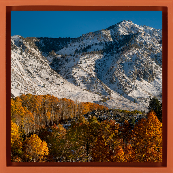 Early Fall Snow - Orange Wrapp