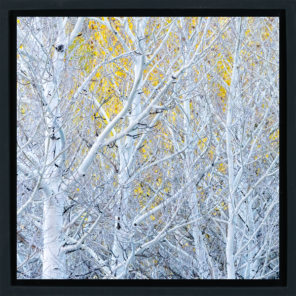 Ghost Aspens - Black Wrapp