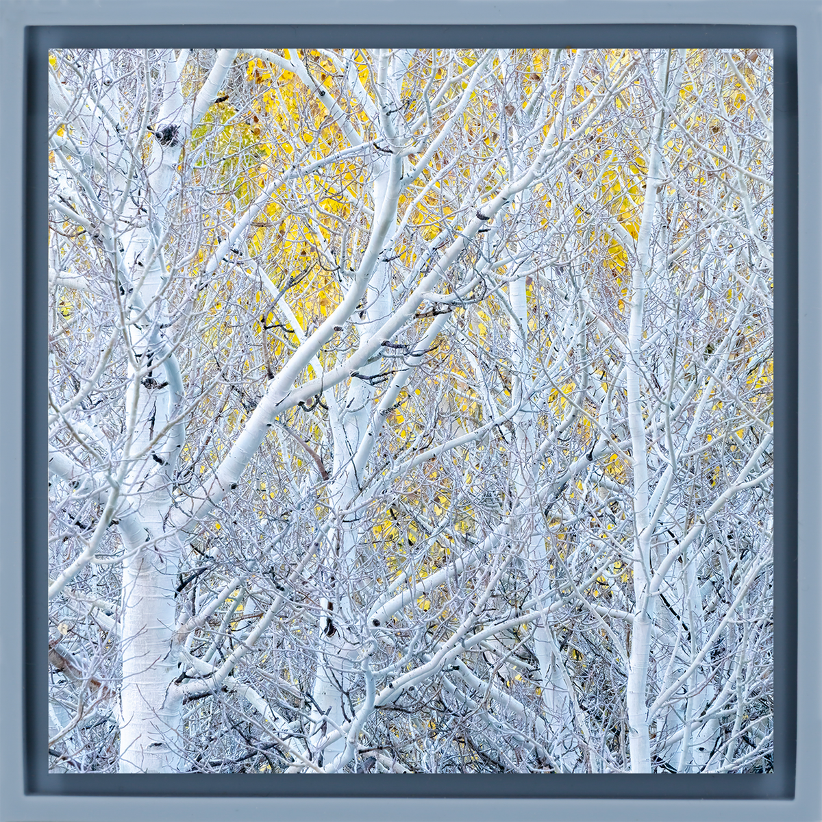 Ghost Aspens