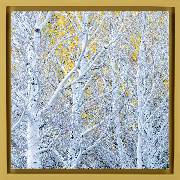 Ghost Aspens - Ochre Wrapp