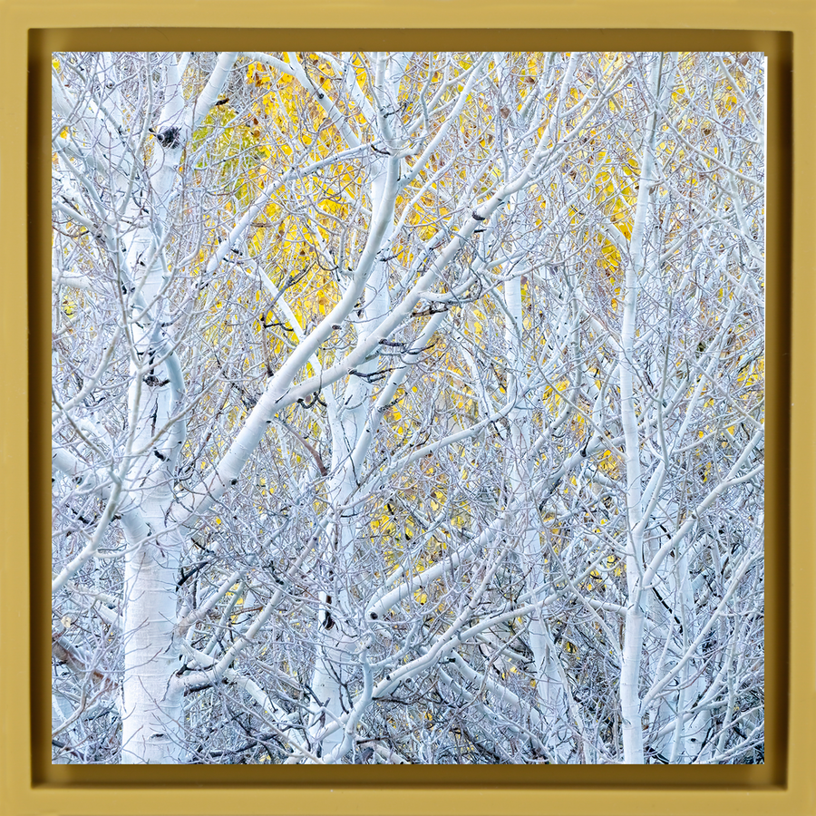 Ghost Aspens - Ochre Wrapp