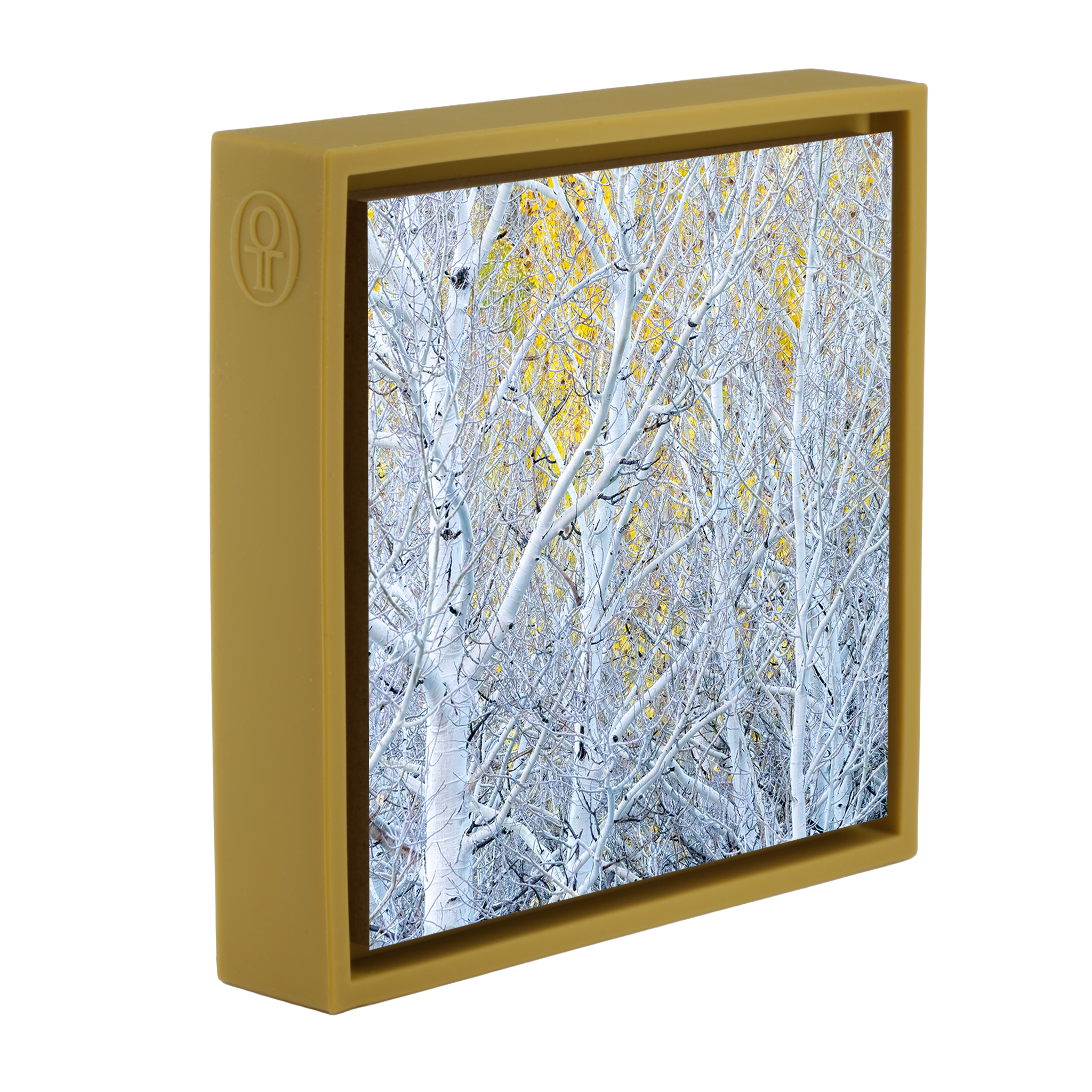 Ghost Aspens- Ochre Wrapp