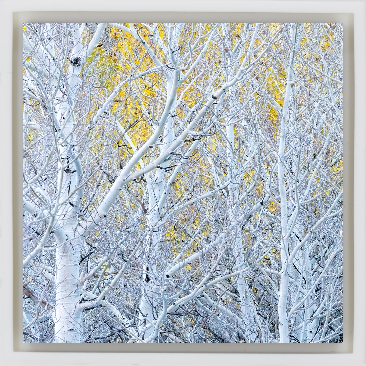 Ghost Aspens